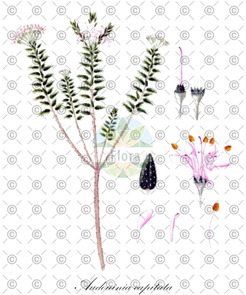 HistAbb_wfo-0000556888_1_ENZY_Simple | Historische Abbildung von Audouinia capitata - Bruniaceae | Historical Illustration of Audouinia capitata - Bruniaceae