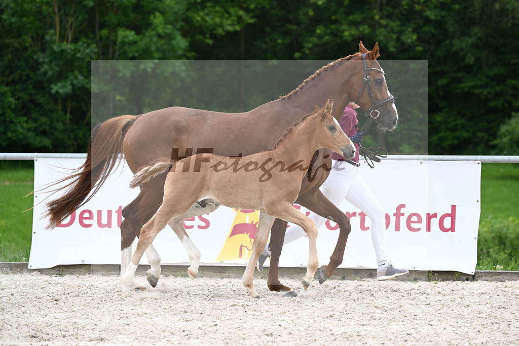 Vivaldos x Belissimo M_HF_Baier_20240257 | hf-fotografie - Realisiert mit Pictrs.com