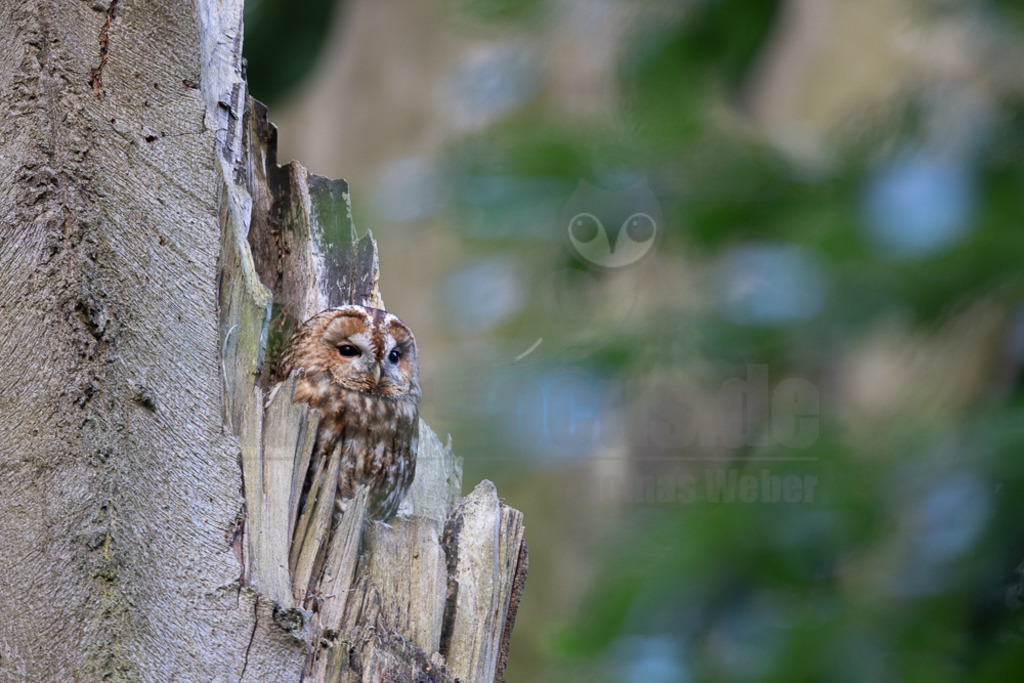 20220528052611-2 | Der Waldkauz ist eine mittelgroße Eulenart mit einer Verbreitung von Europa bis nach Westsibirien und Iran. Er kommt außerdem in Südostasien vor. In Mitteleuropa ist der Waldkauz gemeinsam mit der Waldohreule die häufigste Eule. - Realisiert mit Pictrs.com
