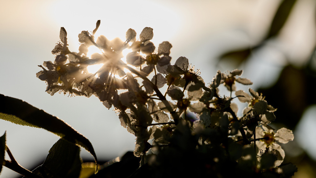 Kitschblüten I | kleinen-fotografie