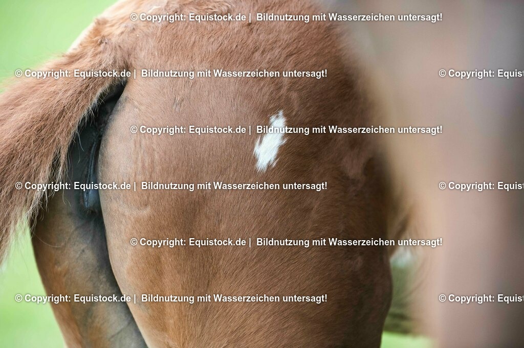 20210617_Fohlen_0369 | Foto: Thomas Hartig