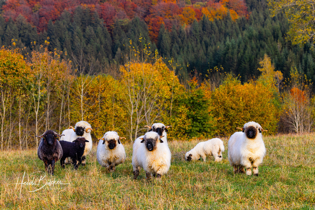 Westfeld und Umgebung 035 | Bilder und Impressionen zu jeder Jahreszeit aus dem Sauerland im Naturpark Sauerland-Rothaargebirge - Realisiert mit Pictrs.com