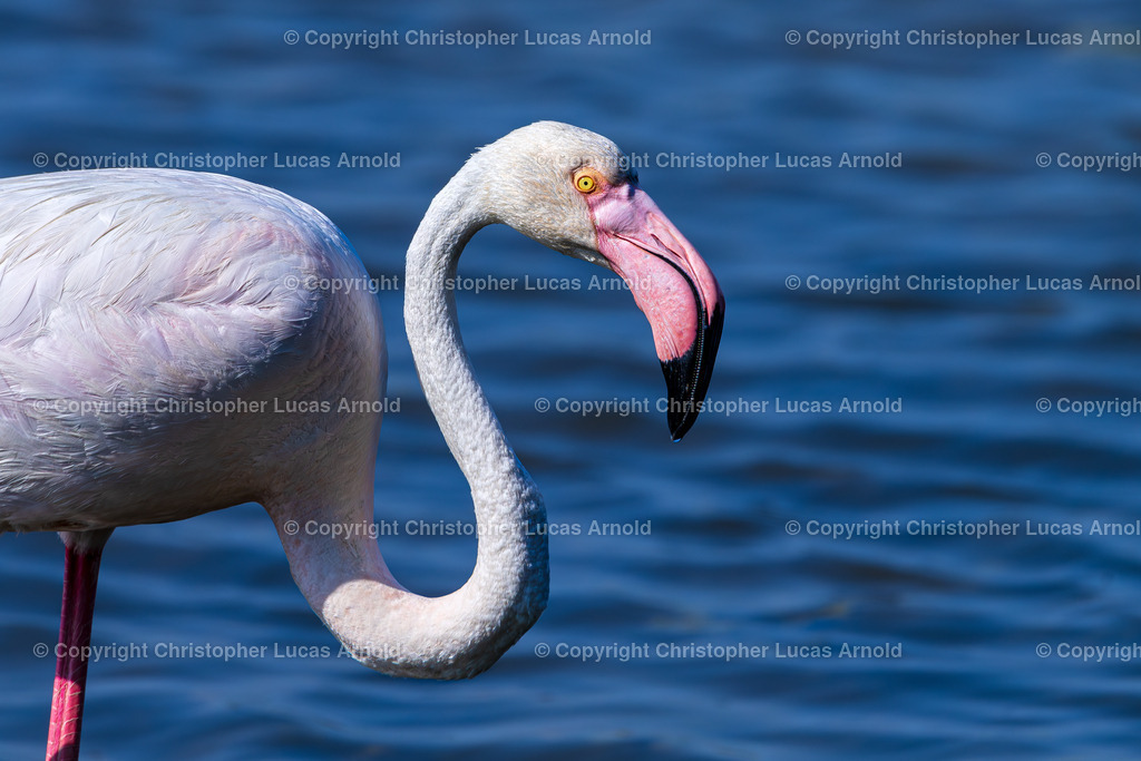 Rosaflamingo | bildkomponist - Realisiert mit Pictrs.com