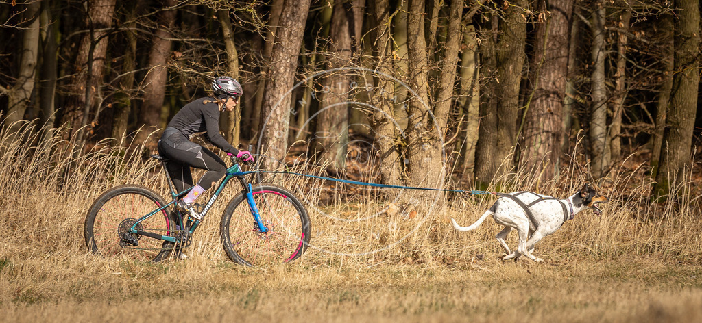 DV3A4276 | Hundefotografie, Tierfotograf, Pfotenfotografie, Fotoshooting Hund, Hunde Portrait, Hundesport, Hundeportraits, Heideshooting, Hunde, Sportfotograf, Hundefotograf, Turnierhundsport, THS,  - Realisiert mit Pictrs.com