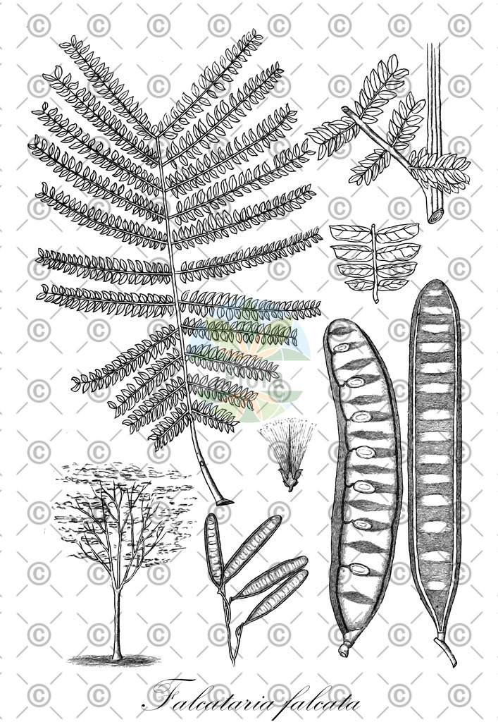 HistAbb_wfo-0000966545_1_ENZY_Simple | Historische Abbildung von Falcataria falcata - Fabaceae | Historical Illustration of Falcataria falcata - Fabaceae