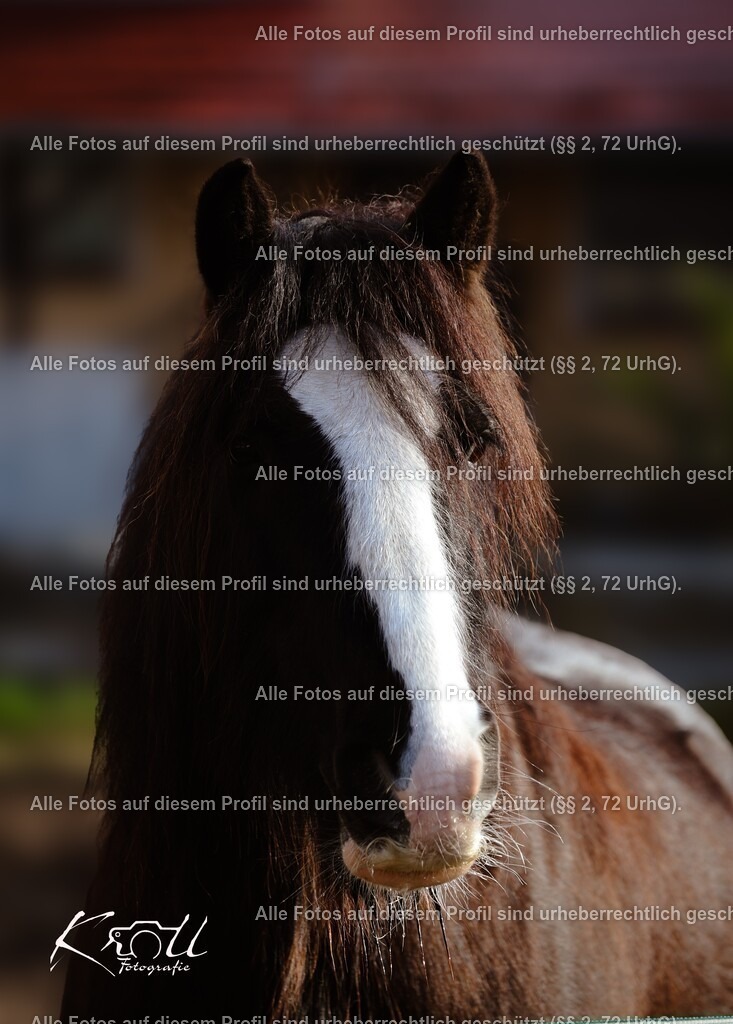 Photo_1738511492115_2 | krollfotografie - Realisiert mit Pictrs.com