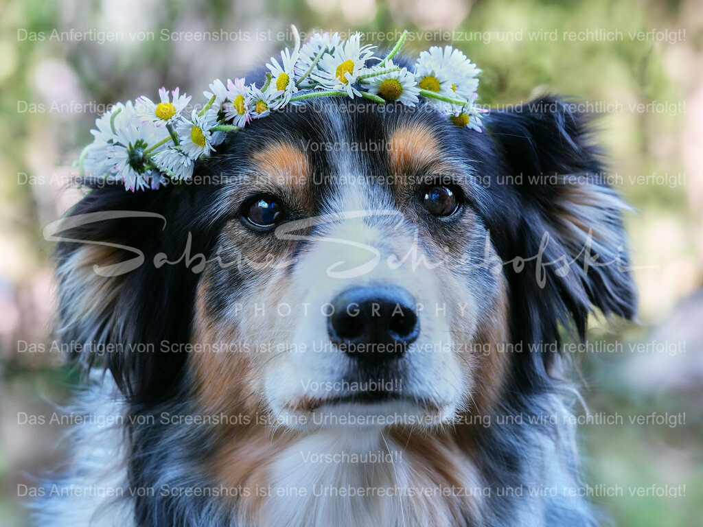 Wandbild Australian Shepherd mit Blumenkranz "June" | People- und Tierfotografie, Imageaufnahmen, Veranstaltungsfotografie und Wandbilder aus der Natur ★ Made in Germany ✔️ Druck + Downloads ✔️ Naturfotografie in Top Qualität ★ schneller Versand, weltweite Lieferung! - Realisiert mit Pictrs.com