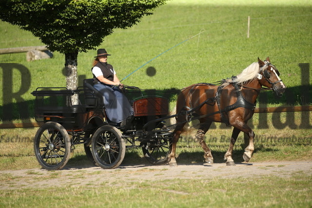 Leistungsprüfung_Sankt Märgen_2022_KN_06_Lissy (16) | Alle Fotos der Reiterjournal Fotografin Doris Matthaes im Reiterjournal Online-Fotoshop. - Realisiert mit Pictrs.com