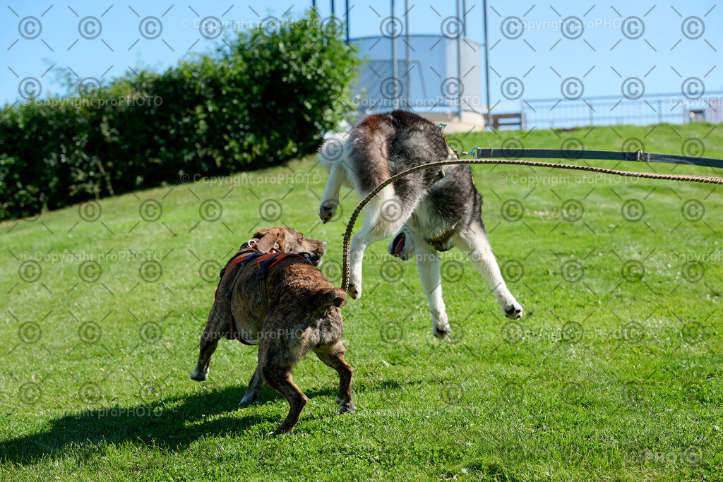 034_202509_4Hundebadetag_NZ9_2183 | proPHOTO - Realisiert mit Pictrs.com