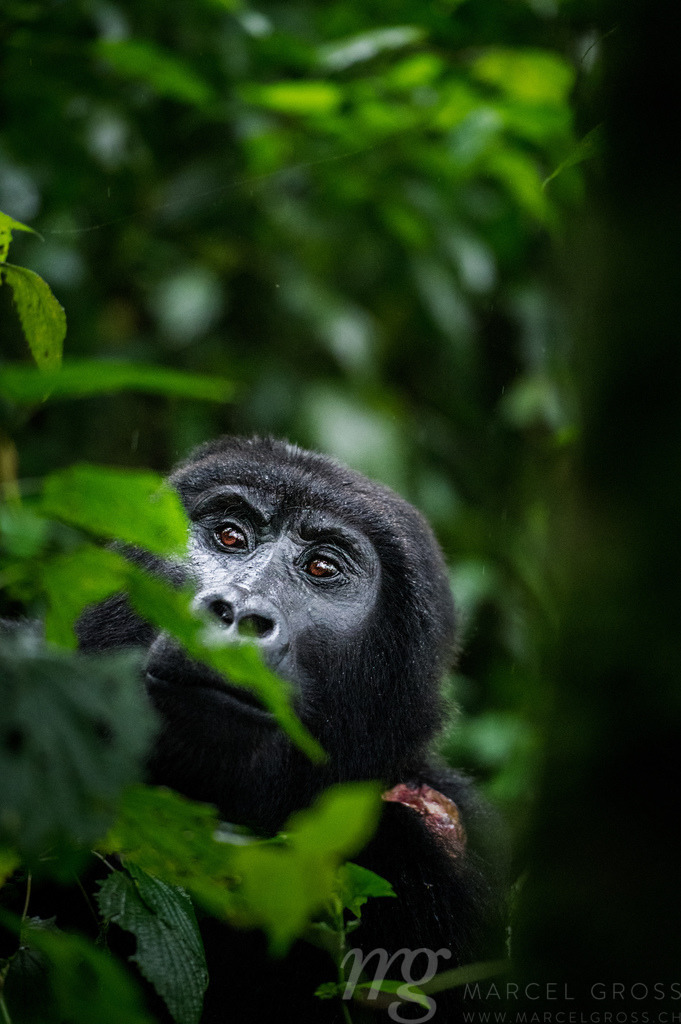 portrait of a thoughtful young male gorilla | portrait of a thoughtful young male gorilla in the lush mountain cloud forest of in Bwindi Impenetrable Forest National Park, Uganda - Realisiert mit Pictrs.com