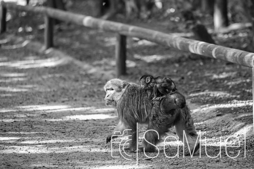 20260919-SML_1961 | Sa-Muel - Realisiert mit Pictrs.com