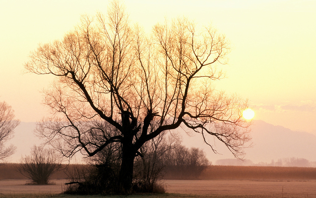 Sonnenaufgang im Ried | Lauterach, Austria - January 21, 2007: Sonnenaufgang im Ried. - Realisiert mit Pictrs.com