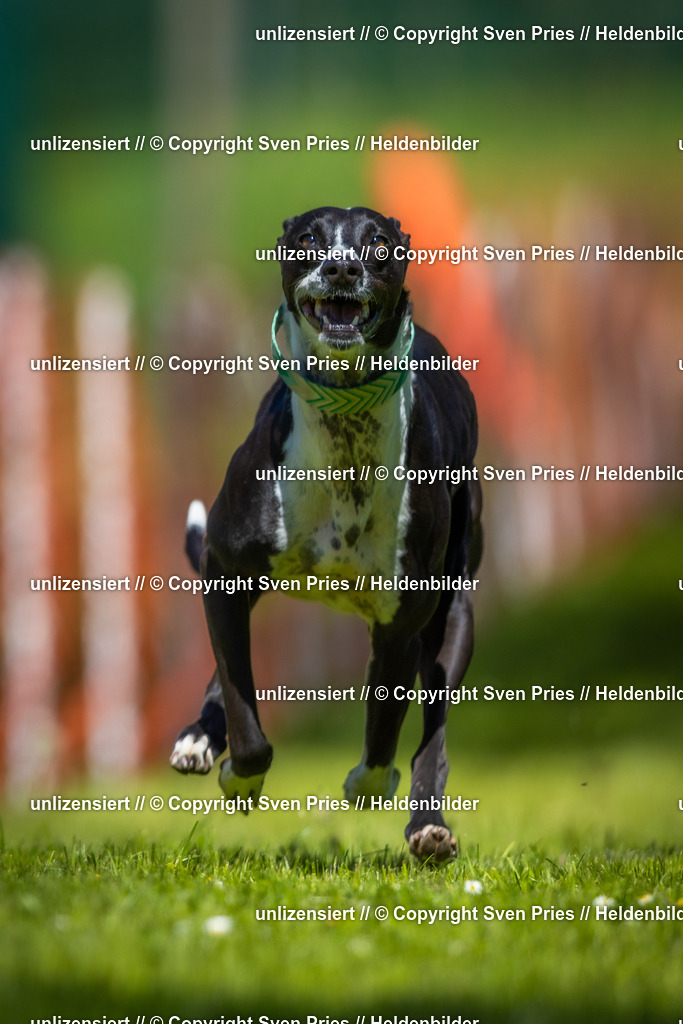 Hunderennen_April_2026_175 | 2026-04-26 - Hunderennen Baden-Oos April 2026 - Realisiert mit Pictrs.com