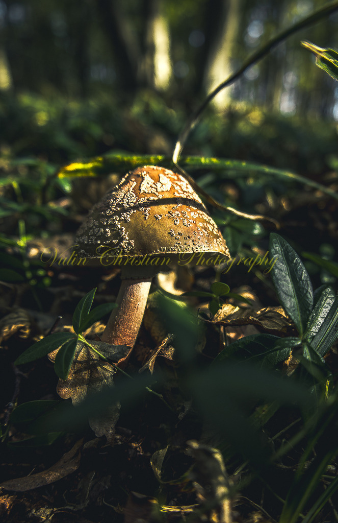 P 123 | Christian Vulin  - Realisiert mit Pictrs.com