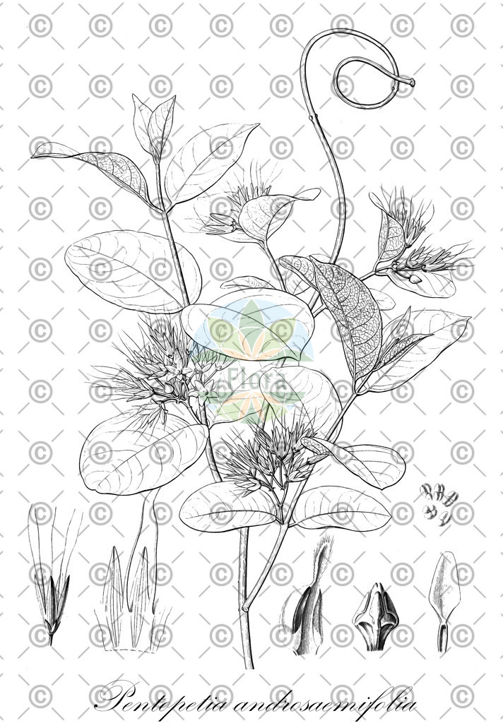 HistAbb_wfo-0001150607_1_ENZY_Simple | Historische Abbildung von Pentopetia androsaemifolia - Apocynaceae | Historical Illustration of Pentopetia androsaemifolia - Apocynaceae