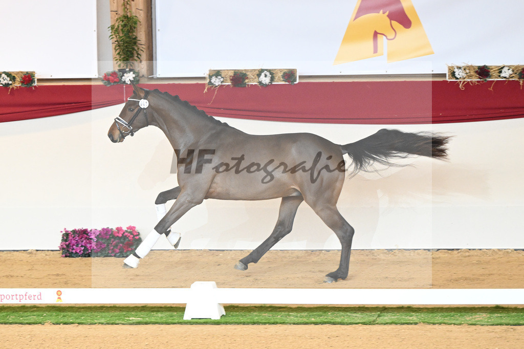 Kat-Nr. 41 Dantes Stern_Klakow_1230409 | hf-fotografie - Realisiert mit Pictrs.com