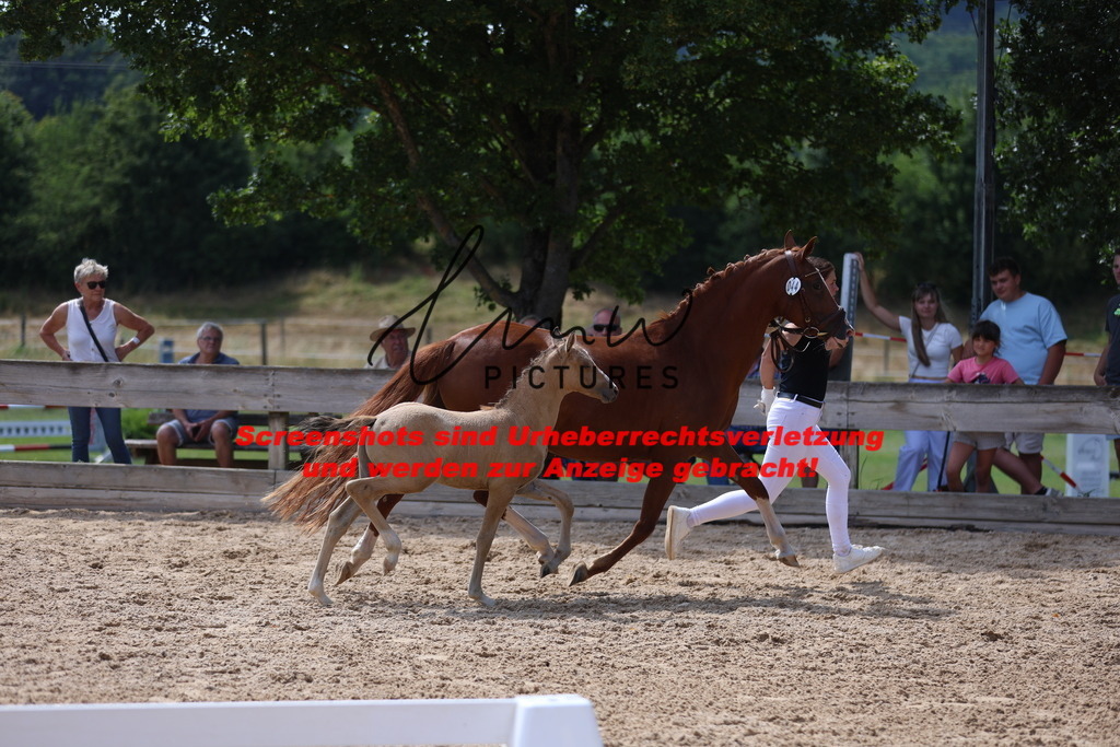 Fohlenschau_Schwäbisch_Hall_Ponys_KN 44_2 | lmwpictures - Realisiert mit Pictrs.com