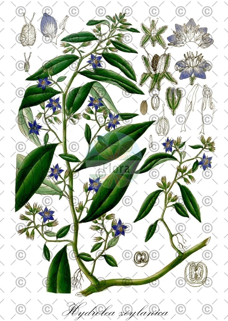 HistAbb_636M7_2_ENZY_Simple | Historische Abbildung von Hydrolea zeylanica - Hydroleaceae | Historical Illustration of Hydrolea zeylanica - Hydroleaceae