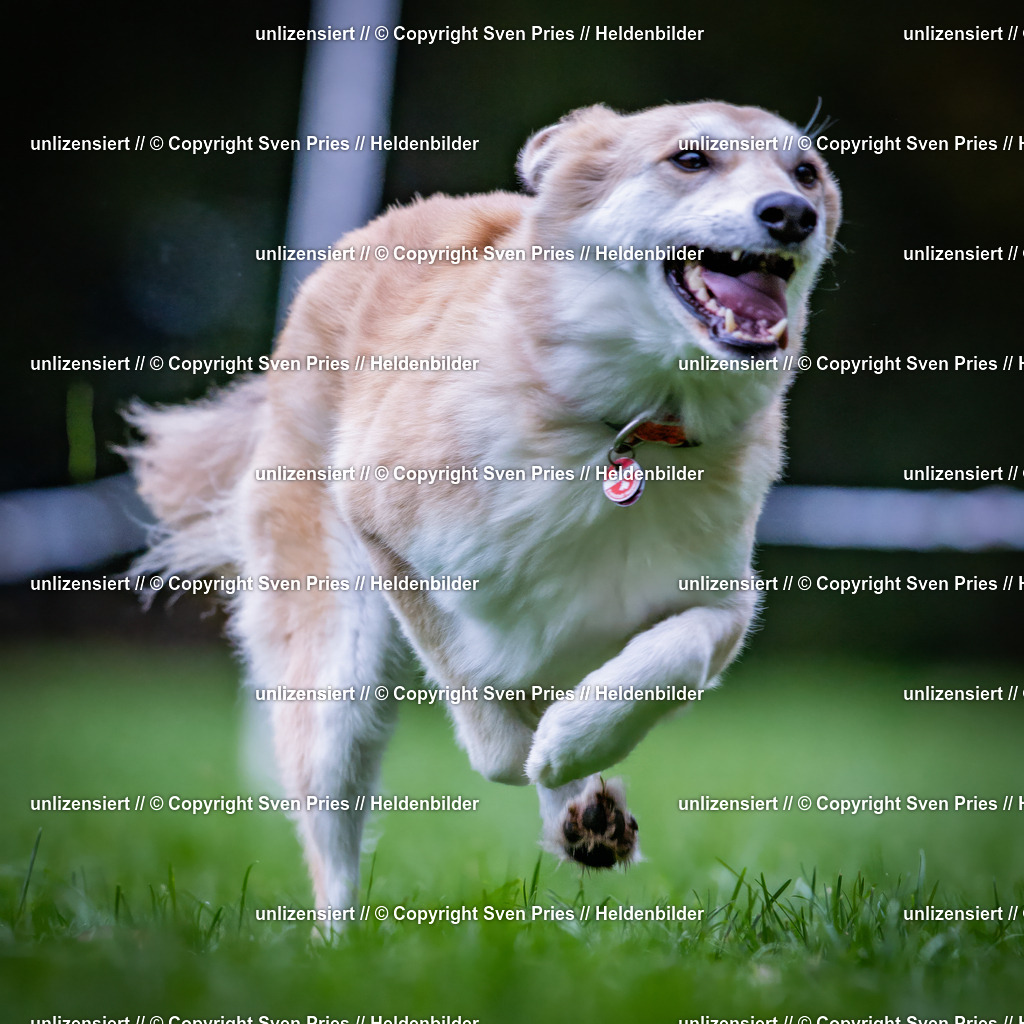 Sven Pries | 2024-10-19 - Hunderennen Ober-Grombach - Realisiert mit Pictrs.com