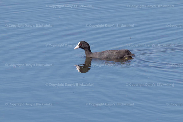 201734 | Tierfotografie, Tierkalender, Tierbilder, Insekten, Spinnen, Vögel, Schmetterling, Libellen, Leinwand, Colorkey, Qualität, Geschenkartikel, Geschenk - Realisiert mit Pictrs.com