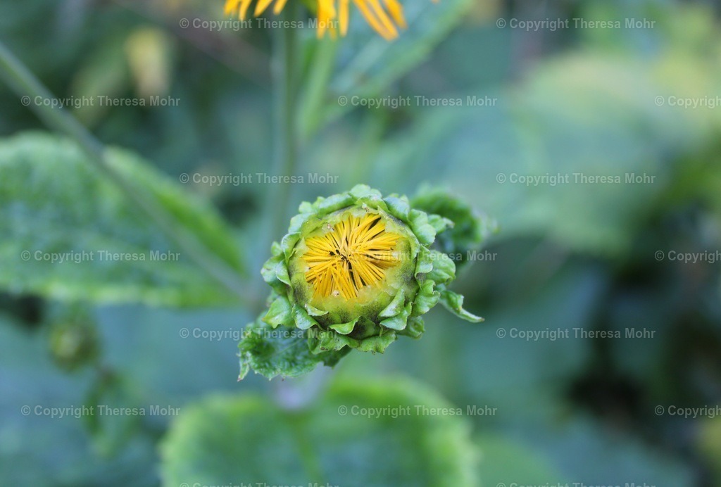 Blütenknospe, gelb  | Naturpuls - Realisiert mit Pictrs.com