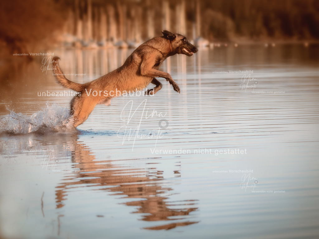 _16A0590-12 | Einzigartige Fotos von Hunden & Menschen –Actionfotos, Portraits, Vereinsaufnahmen & Paarshootings – authentisch, lebendig & mit Herz.