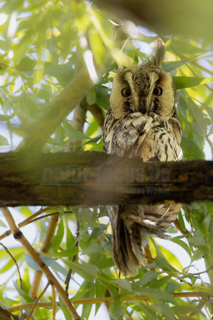 R5M26495_20260520 | Eine Waldohreule (Asio otus) sitzt tagsüber gut getarnt in einem Baum, umgeben von frischem grünem Laub und Ästen. Ihr Gefieder in Brauntönen, Beige und Weiß mit dunklen Streifen bietet eine hervorragende Tarnung, die sie fast unsichtbar macht. Die Eule blickt mit ihren auffällig orangefarbenen Augen direkt in die Kamera. Charakteristisch sind ihre langen Federohren, die bei dieser Art besonders ausgeprägt sind. Waldohreulen sind hauptsächlich nachtaktive Jäger, die sich tagsüber in Bäumen verstecken und dabei oft regungslos verharren. Sie bevorzugen offene Landschaften mit Baumgruppen, Hecken und Waldrändern und ernähren sich hauptsächlich von Kleinsäugern. - Realisiert mit Pictrs.com