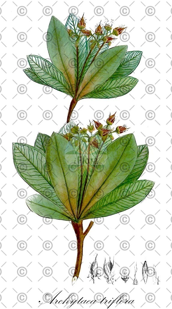 HistAbb_wfo-0000543408_2_ENZY_Simple | Historische Abbildung von Archytaea triflora - Bonnetiaceae | Historical Illustration of Archytaea triflora - Bonnetiaceae
