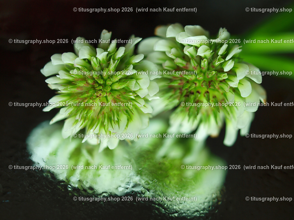 titusgraphy_P7098887-vz-ln | titusgraphy-shop: Geschenkideen mit Qualitätsfotos. titusgraphy-shop: gift ideas with quality photos. titusgraphy-shop: idées cadeaux avec photos de qualité.  - Realisiert mit Pictrs.com