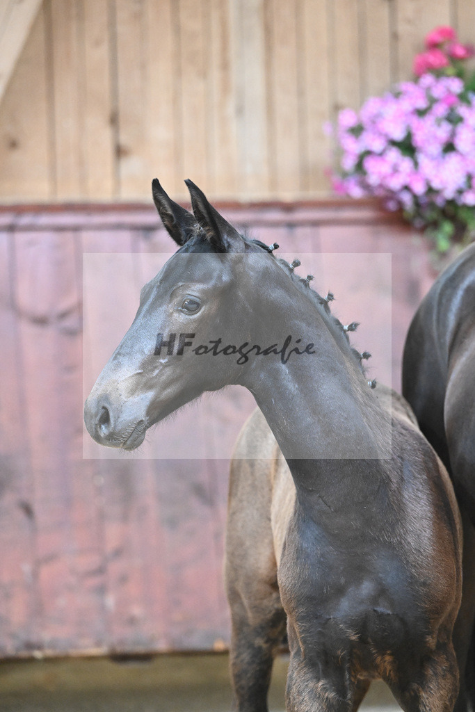 Kat-Nr. 21 HF Va Pensiero_Albert_26230269 | hf-fotografie - Realizzato con Pictrs.com