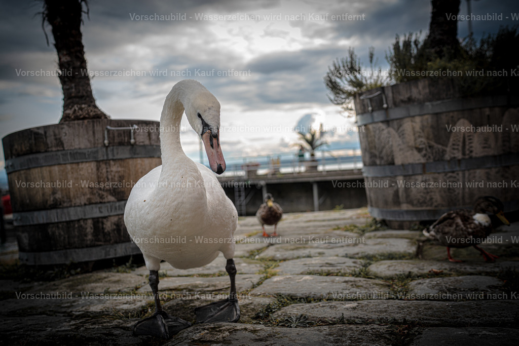 DSC00063-2 | marcuslinek