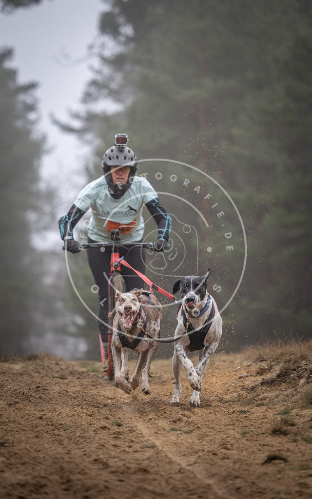 Pfotenfotografie_DV3A0947 | Hundefotografie, Tierfotograf, Pfotenfotografie, Fotoshooting Hund, Hunde Portrait, Hundesport, Hundeportraits, Heideshooting, Hunde, Sportfotograf, Hundefotograf, Turnierhundsport, THS,  - Realisiert mit Pictrs.com