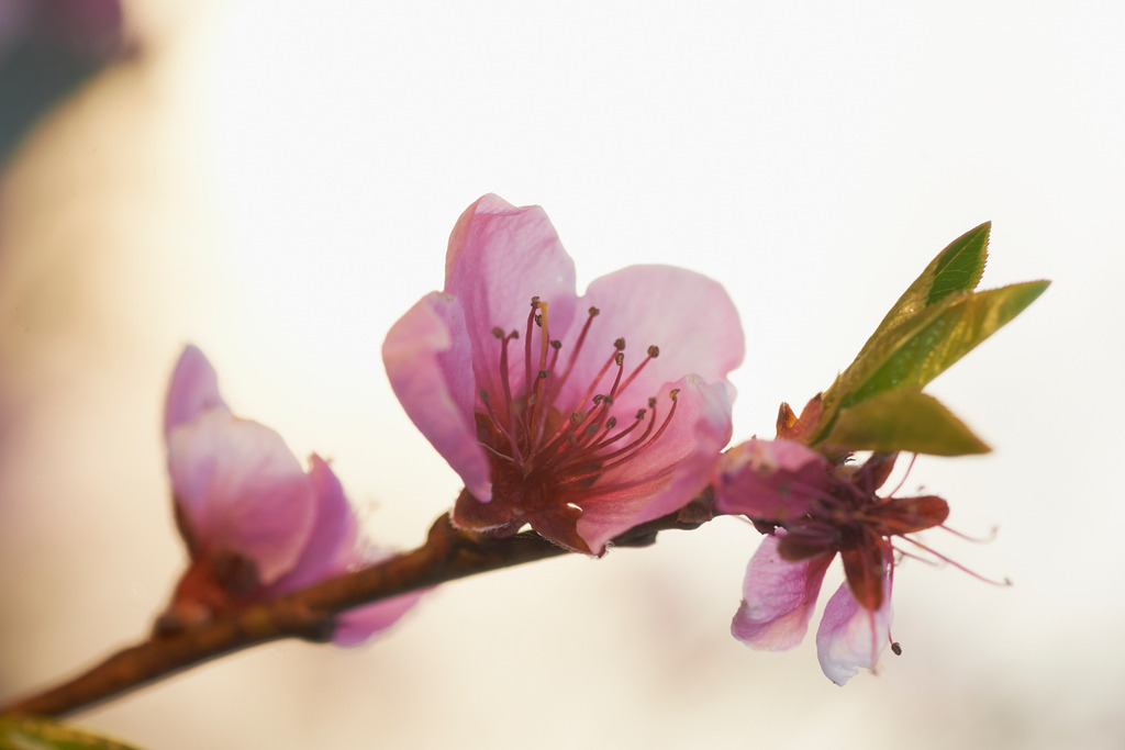 Pfirsichbaumbluete im Gegenlich | Rohrbrunn, Austria - April 04, 2014: Pfirsichbaumbluete im Gegenlicht. - Realisiert mit Pictrs.com