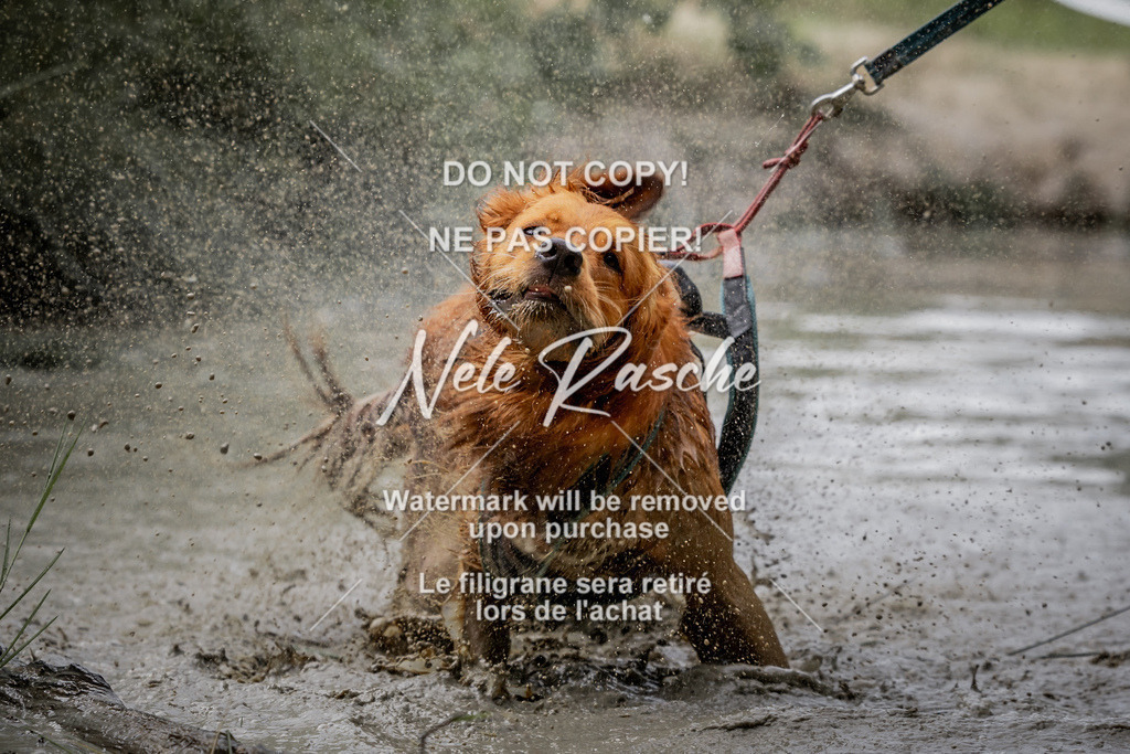 nelerasche_so0800-0930_189 | nelerasche