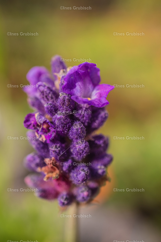 Lavendel in voller Pracht | Lila Lubbenbomm - Artwork by Ines Grubisch - Realisiert mit Pictrs.com