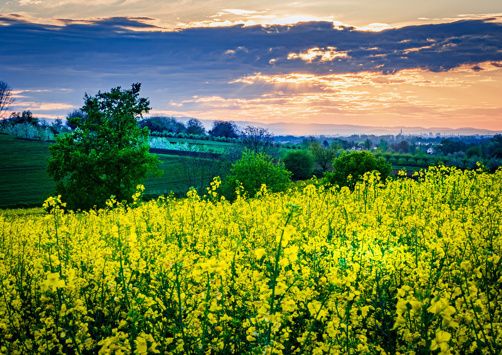 MPI_Blüten_0037 | Blühendes Rapsfeld bei Nussbach - Realisiert mit Pictrs.com