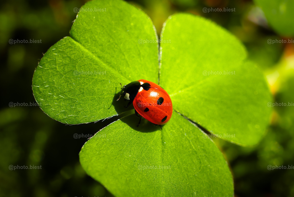 Doppeltes Glück | Ein Marienkäfer auf einem Kleeblatt. - Realisiert mit Pictrs.com