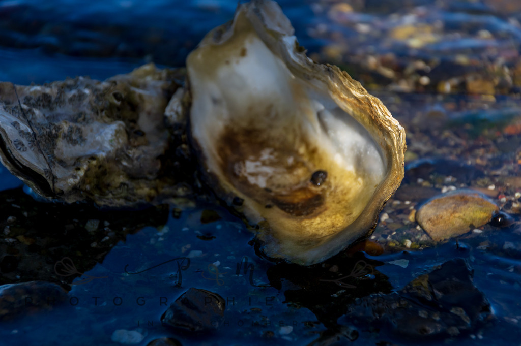 IMGP0427 | Nordseeinsel Mandö - Realisiert mit Pictrs.com