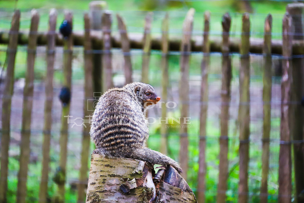 Zebramanguste-2745 | Zebramangusten leben in Gruppen von 10 bis 20 Tieren, die sich aus einem dominanten Paar und deren Nachwuchs zusammensetzen. Die Gruppen sind sehr sozial und kooperieren bei der Nahrungssuche, Verteidigung und Aufzucht der Jungen. - Realisiert mit Pictrs.com