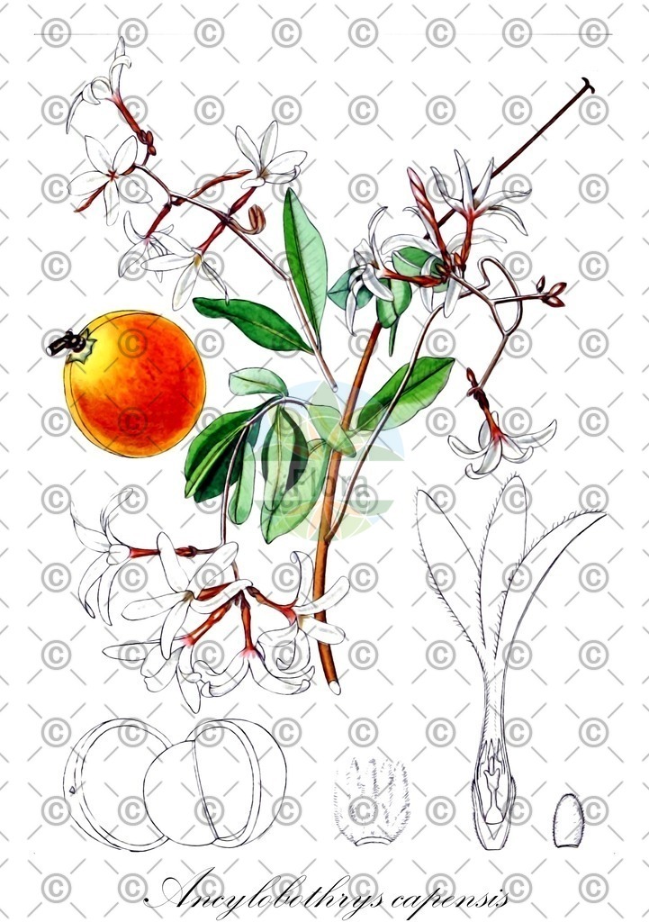 HistAbb_wfo-0000970985_1_ENZY_Simple | Historische Abbildung von Ancylobothrys capensis - Apocynaceae | Historical Illustration of Ancylobothrys capensis - Apocynaceae