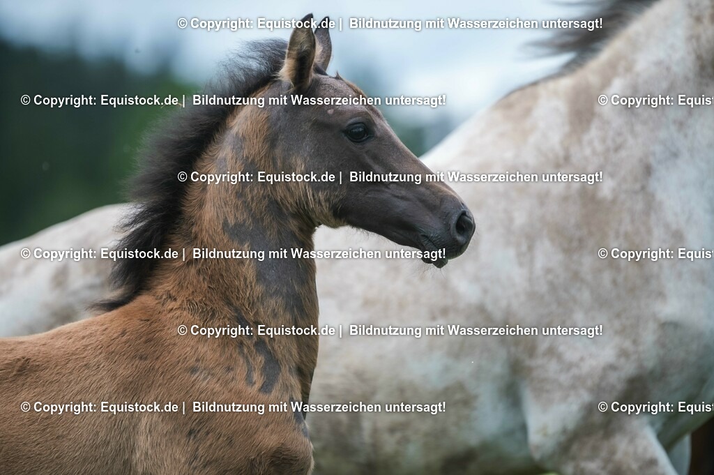 20210623_Fohlen_0487 | Foto: Thomas Hartig