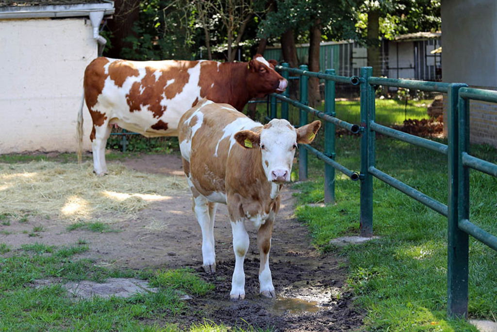 Foto: Leipzig - Haustierfarm im Wildpark Leipzig | Das Team hinter BILDLEXIKON LEIPZIG bündelt historische wie aktuelle Informationen über die Stadt Leipzig in Text und Bild auf einer Plattform und stellt diese der interessierten Öffentlichkeit zur Verfügung.