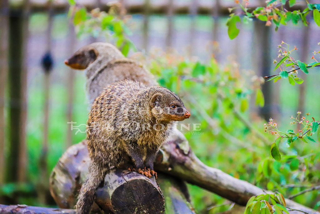 Zebramanguste-2744 | Die Zebramanguste verdankt ihren Namen ihrem charakteristischen Fellmuster, das an ein Zebra erinnert. Das Fell ist dunkelbraun bis schwarz mit weißen bis gelben Streifen entlang des Rückens und der Seiten. Die Körpergröße beträgt etwa 50 bis 60 cm, und sie wiegt zwischen 2 und 4 kg. - Realisiert mit Pictrs.com
