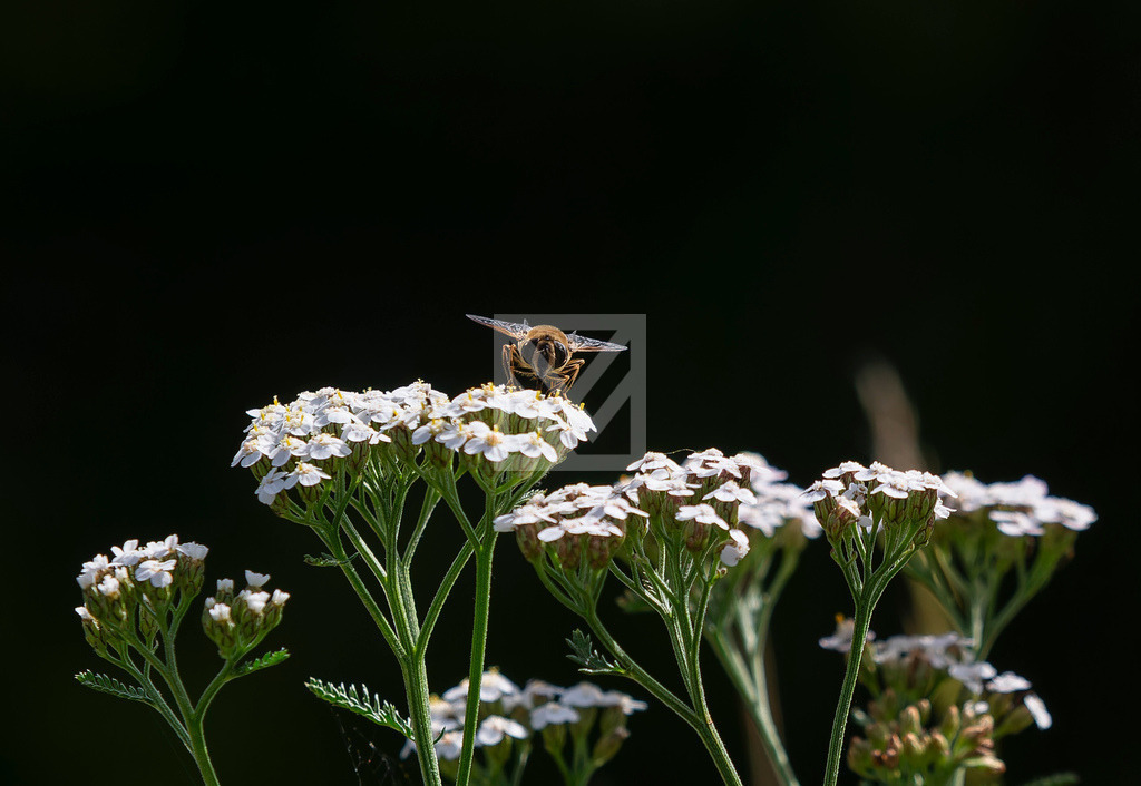 Fluginsekt auf Blume | Die Online-Fotodatenbank von Marcel Mücke. Bilder für private oder kommerzielle Zwecke kaufen oder als Druck bestellen. - Realisiert mit Pictrs.com