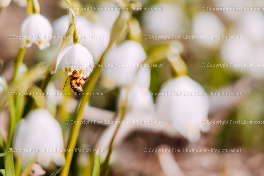 Fruhlingsknotenblumen Mariazell 23032019-5264 | Fotos und Fotoprodukte - Realisiert mit Pictrs.com