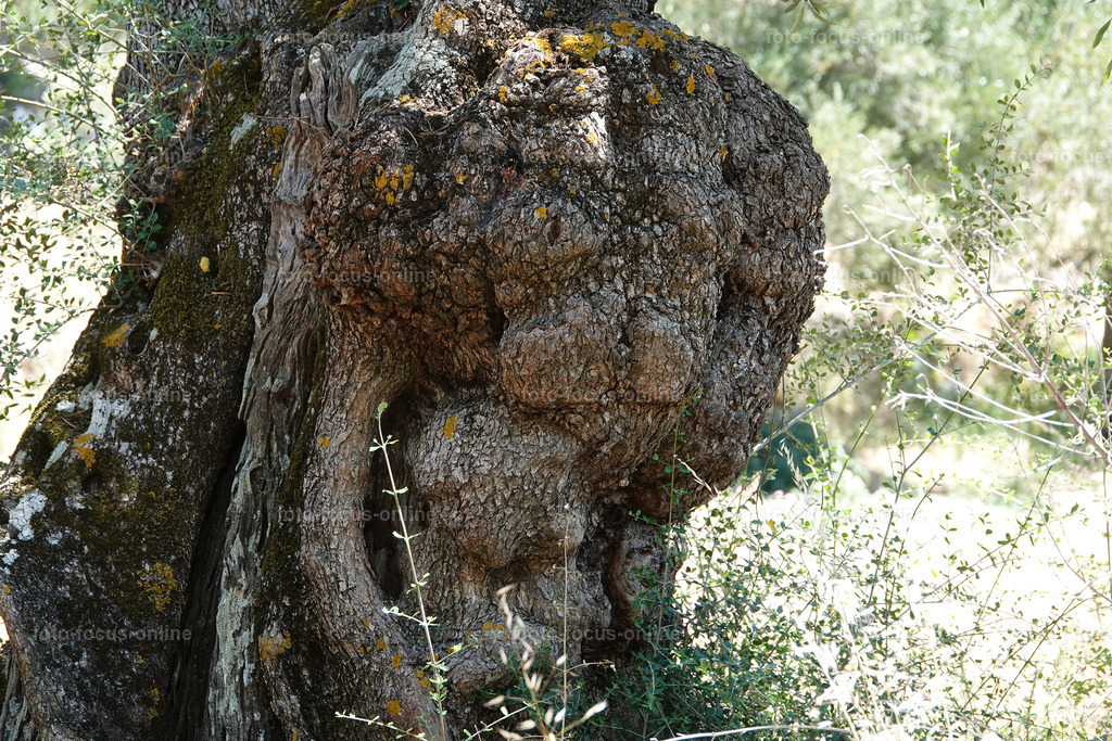 Stories of the Ancient Olive Trees | Ancient Olive Trees