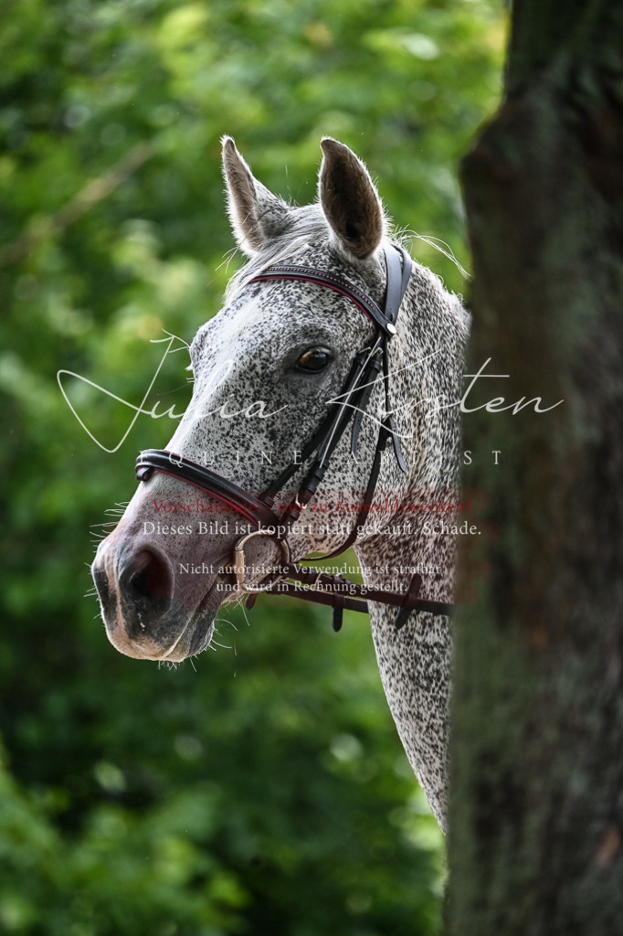 DSC_8362 | Pferde- und Turnierfotografie in Westsachsen. Pferdeportraits, Auftragszeichnungen und intuitive Kunst.