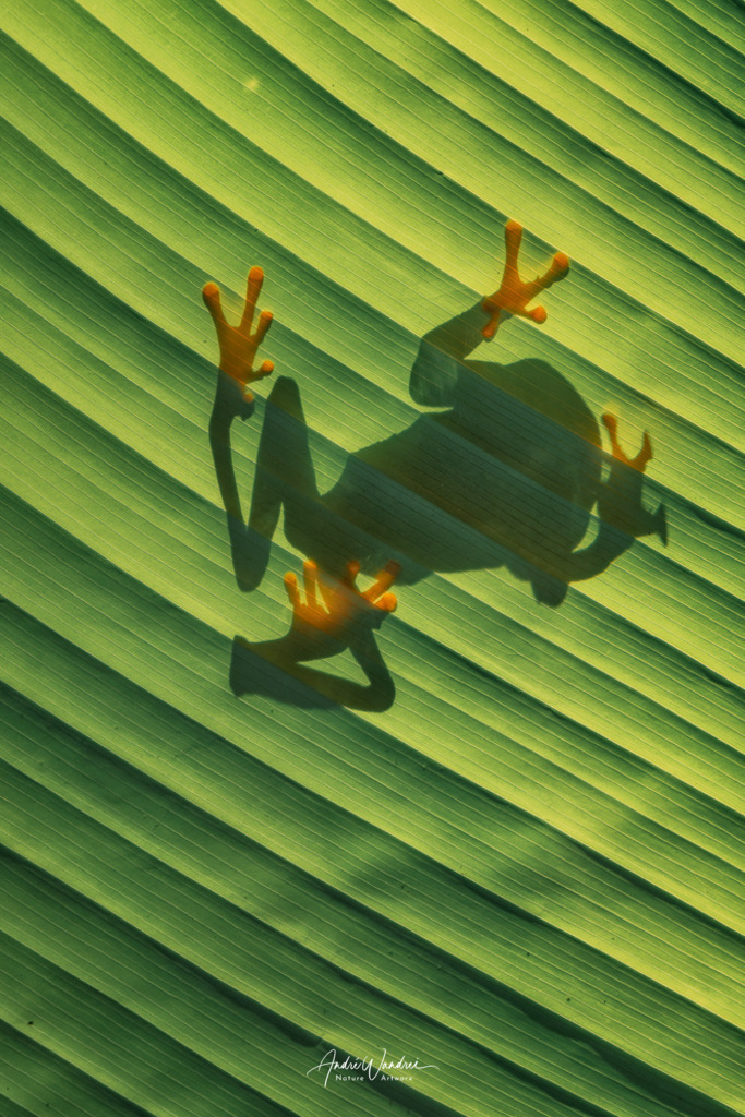 Schattenspiel | Andre Wandrei - Nature Artworx - Realisiert mit Pictrs.com