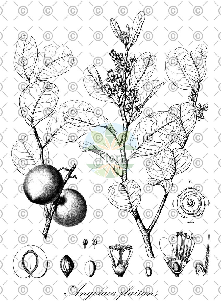 HistAbb_wfo-0000536542_465_ENZY_Simple | Historische Abbildung von Angolaea fluitans - Podostemaceae | Historical Illustration of Angolaea fluitans - Podostemaceae