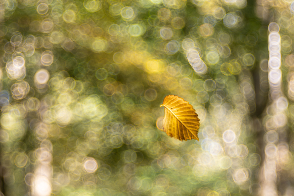 frei schwebend | Im Wind tanzendes Blatt an Spinnenfaden - Realisiert mit Pictrs.com